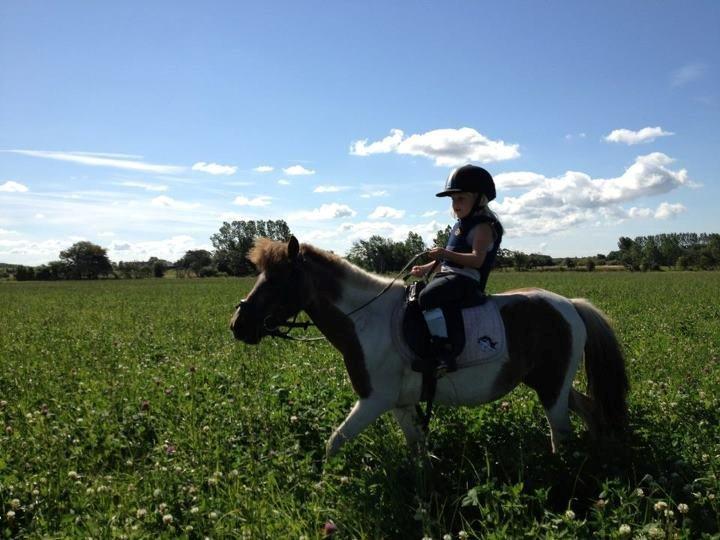 Shetlænder sassy - tur hen over marken  billede 3