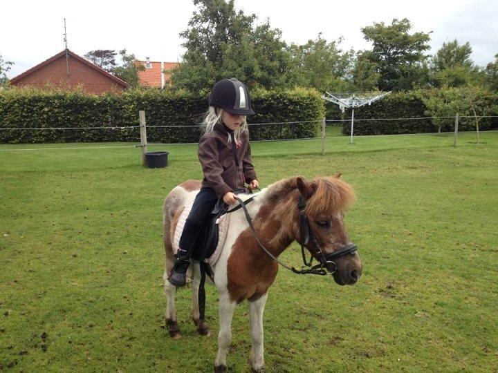 Shetlænder sassy billede 4