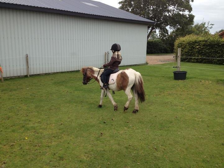 Shetlænder sassy billede 5