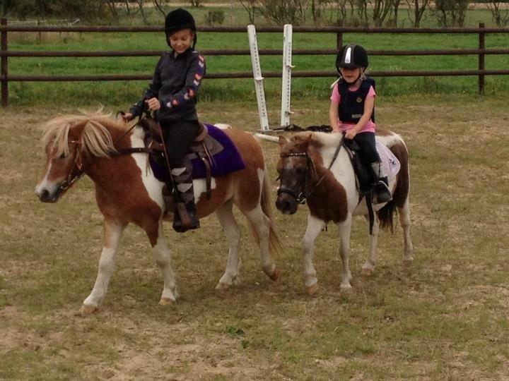Shetlænder sassy - valdemar og sassy  billede 6