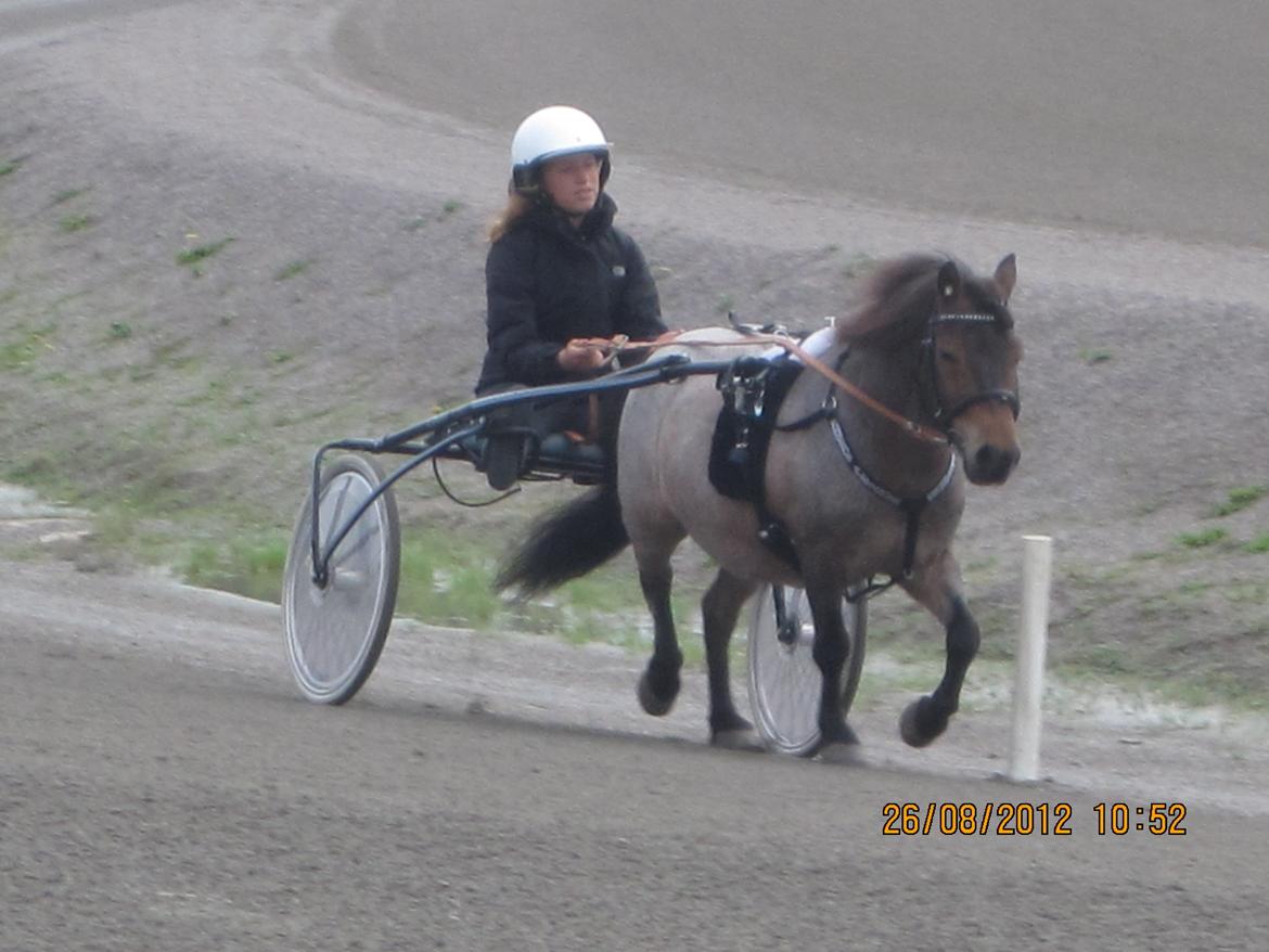 Shetlænder Johannesbergs Neon - Neon solvalla 2012 billede 5