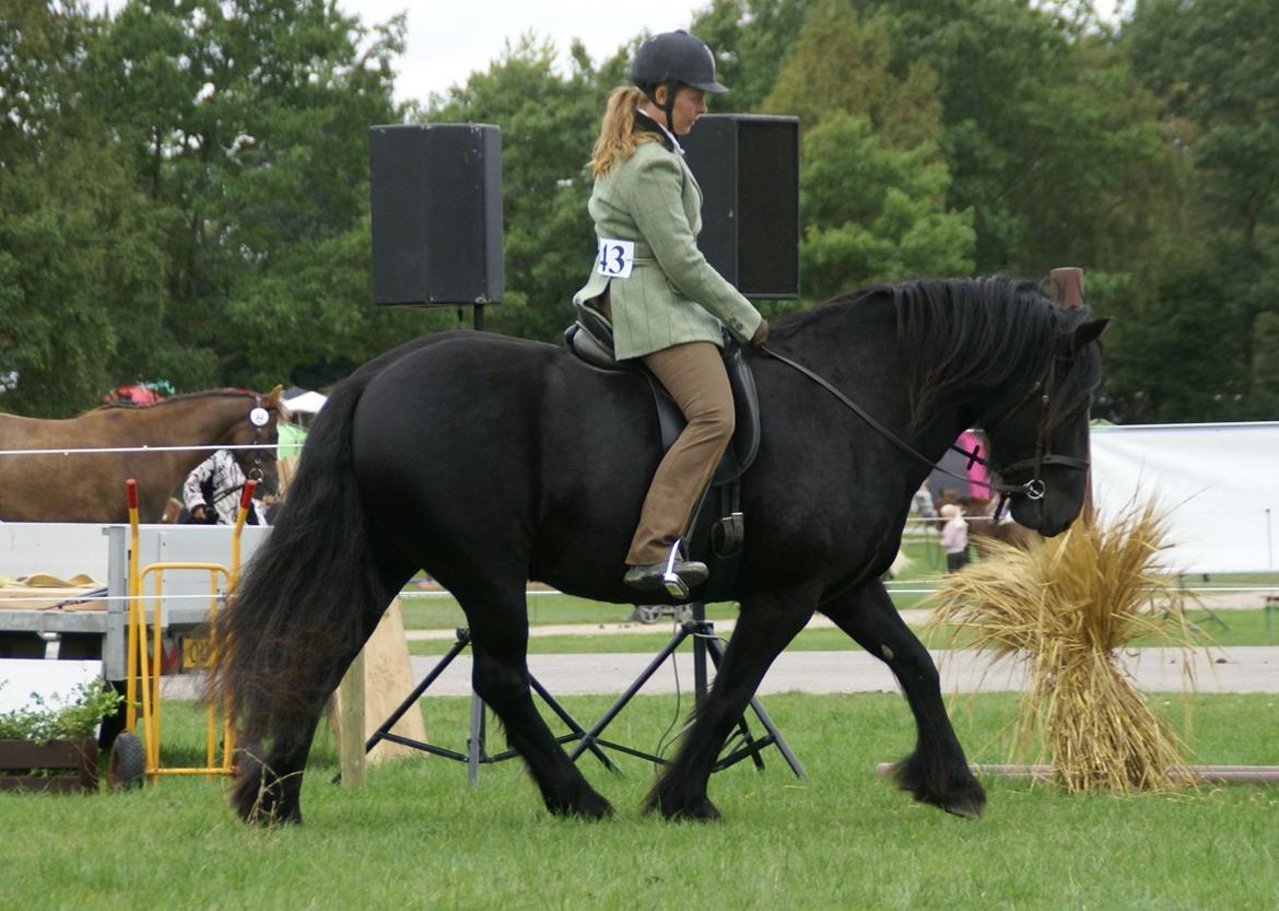 Fell pony Ellegaards Max billede 19