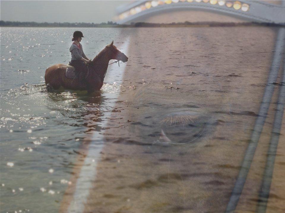 Dansk Varmblod Fiona billede 6