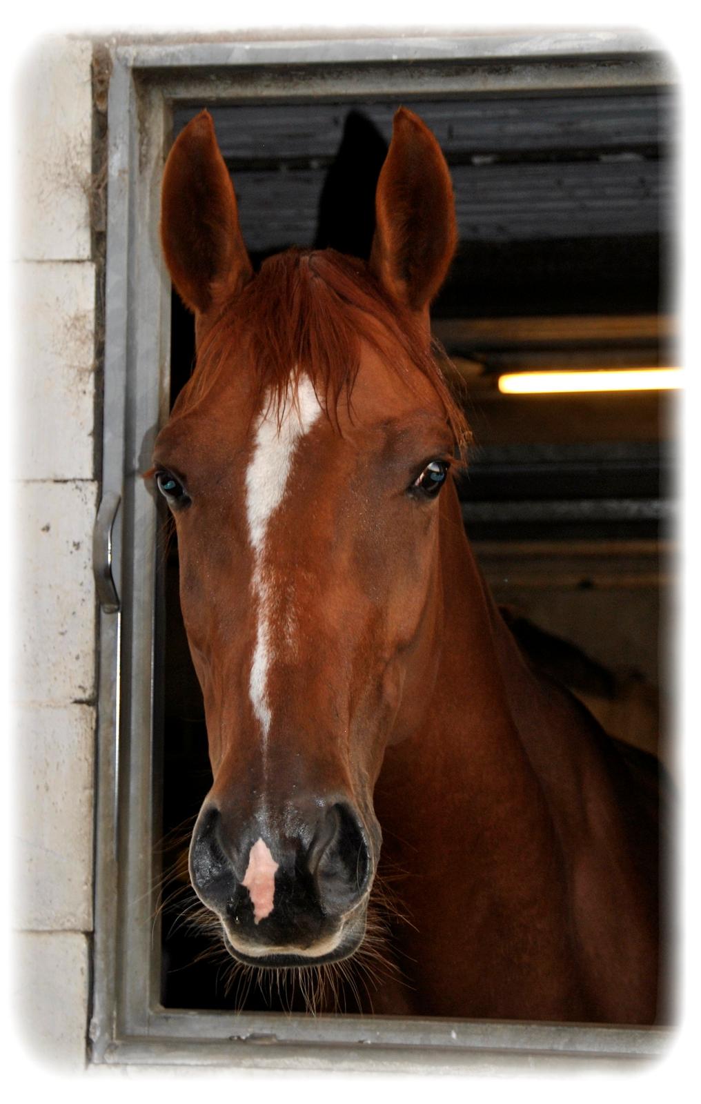 Dansk Varmblod Fiona - Min smukke Røde. billede 5