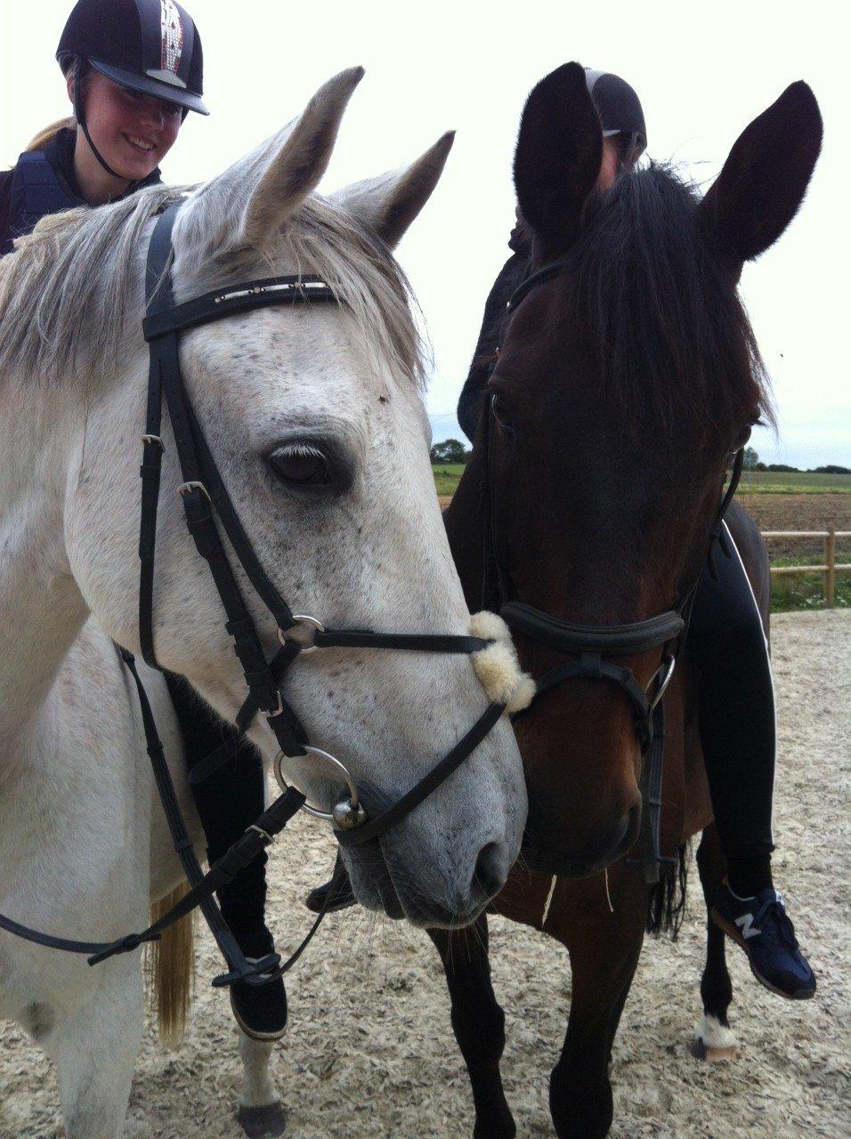 Andalusier Django billede 8