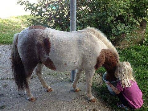 Shetlænder sassy billede 7