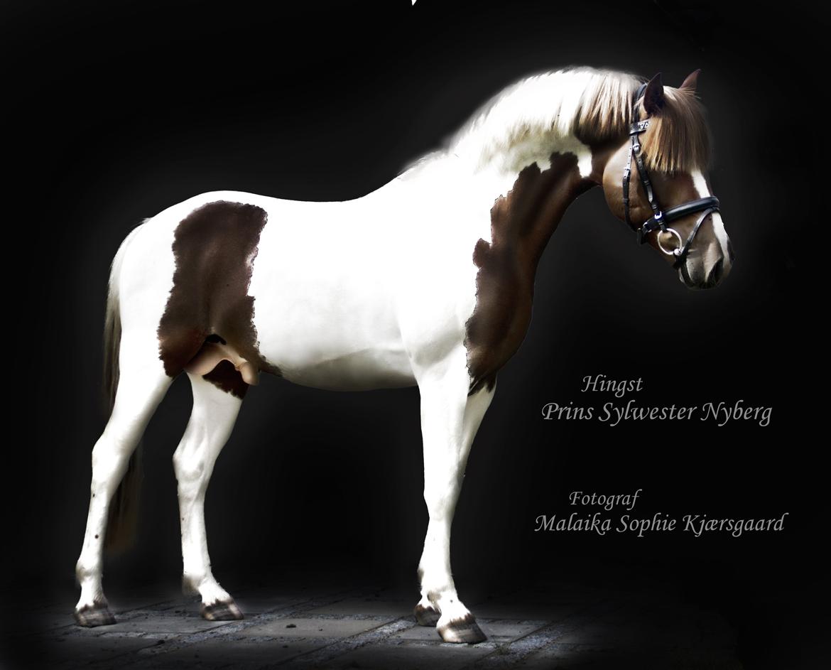Pinto Prins Sylwester Nyberg hingst billede 2