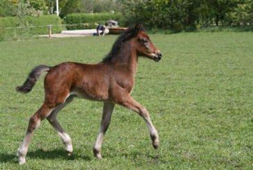 New Forest Elmholts nutella - chokobollen som føller <3 billede 15