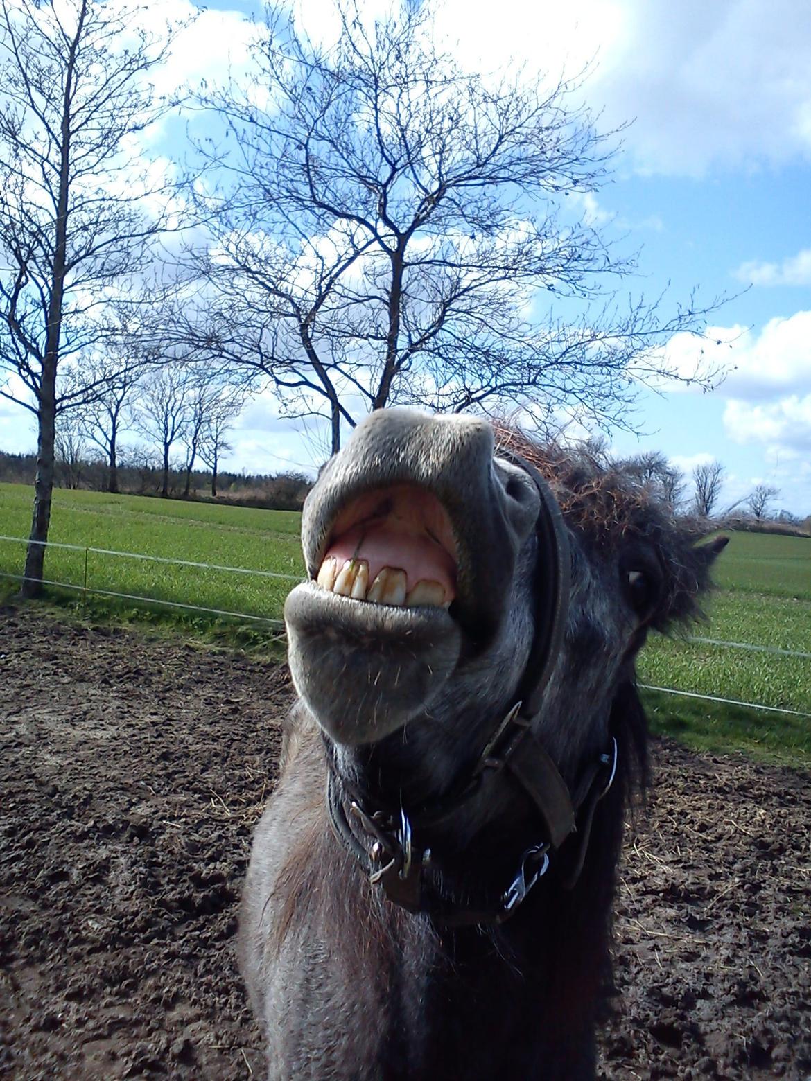 Anden særlig race Annabel billede 1