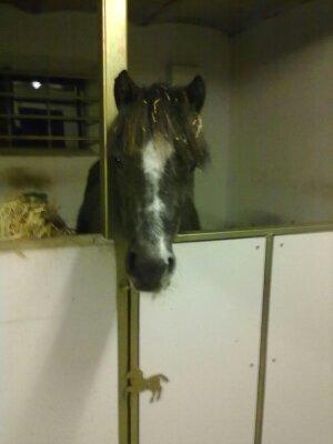 Anden særlig race Annabel billede 2