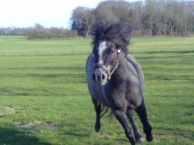 Anden særlig race Annabel billede 4