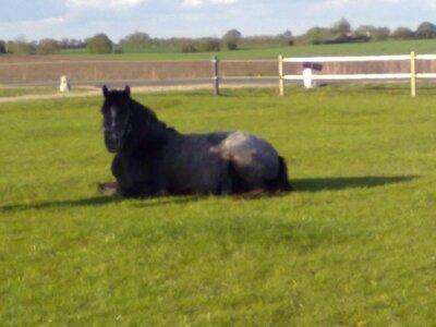 Anden særlig race Annabel billede 5