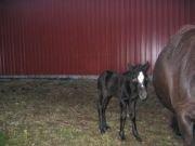 Anden særlig race Annabel billede 6