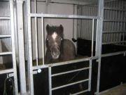 Anden særlig race Annabel billede 7