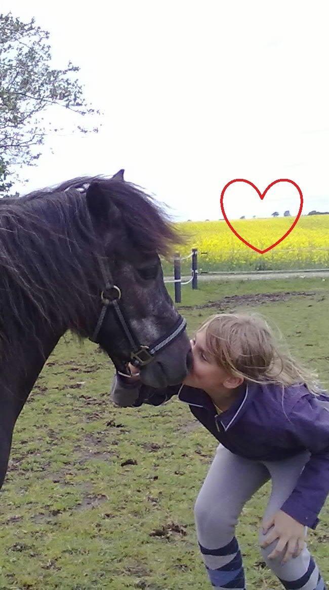 Anden særlig race Annabel billede 8