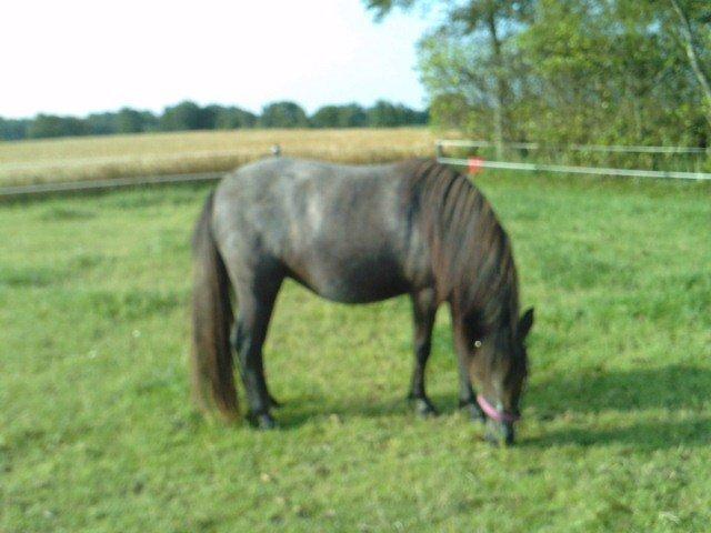 Anden særlig race Annabel billede 9
