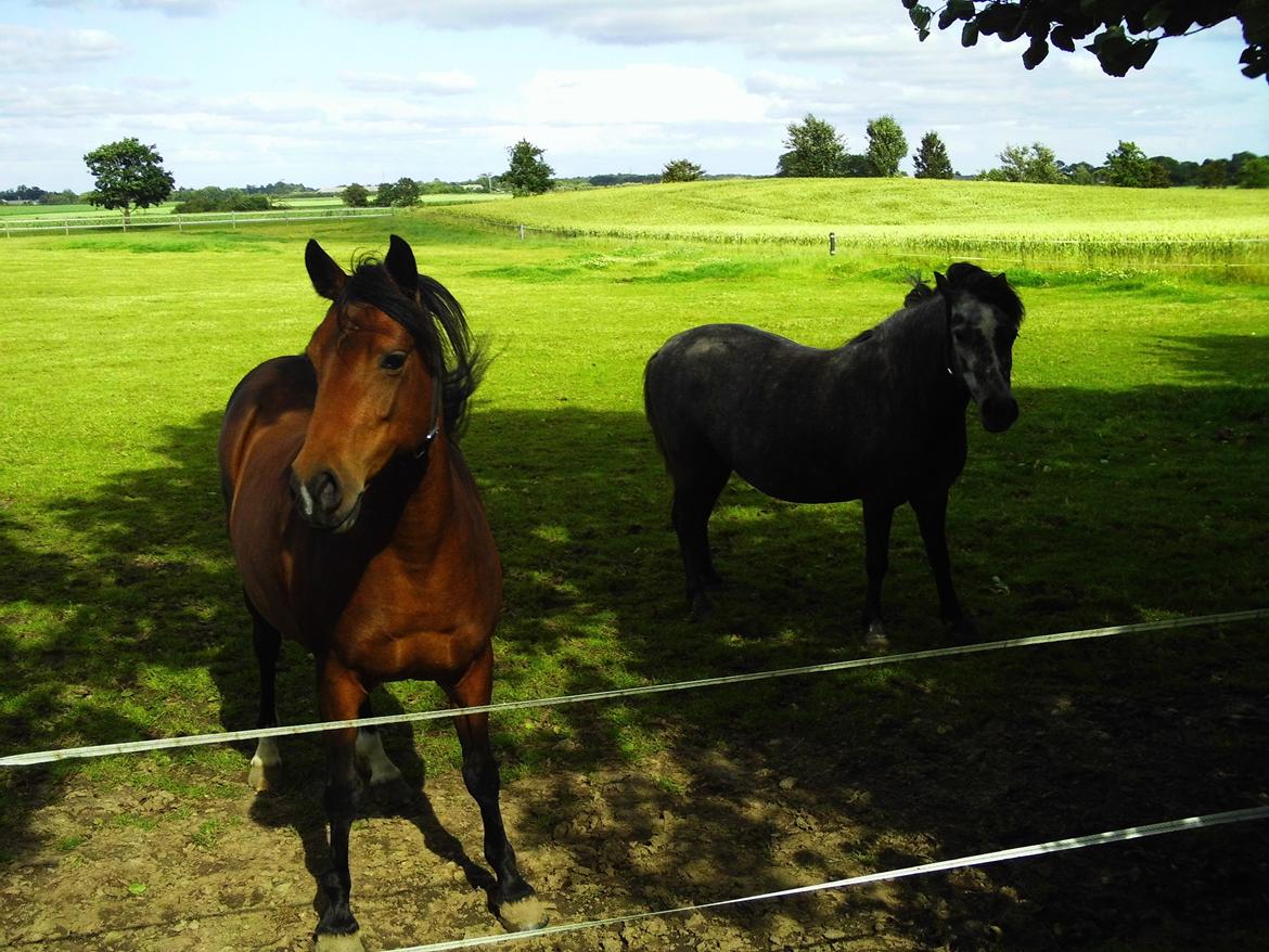 Anden særlig race Annabel billede 12