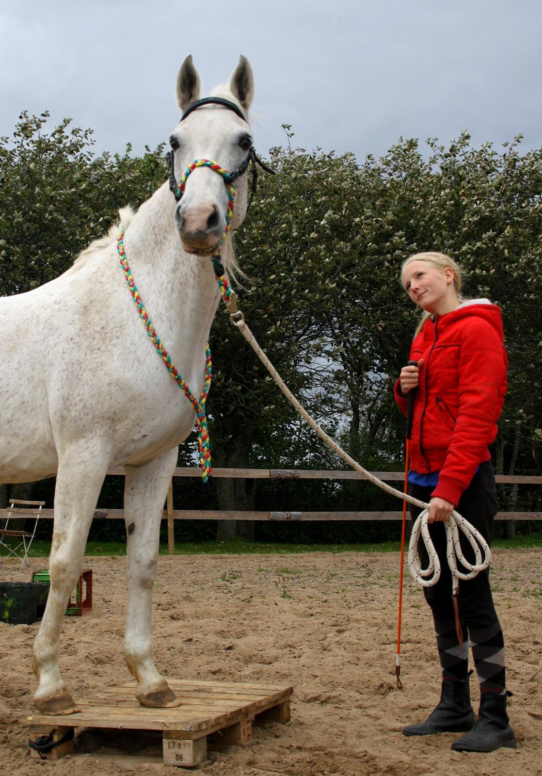 Shagya Araber (SH) Sv's O'balina Lightwood<3 - Foto: Olivia billede 12