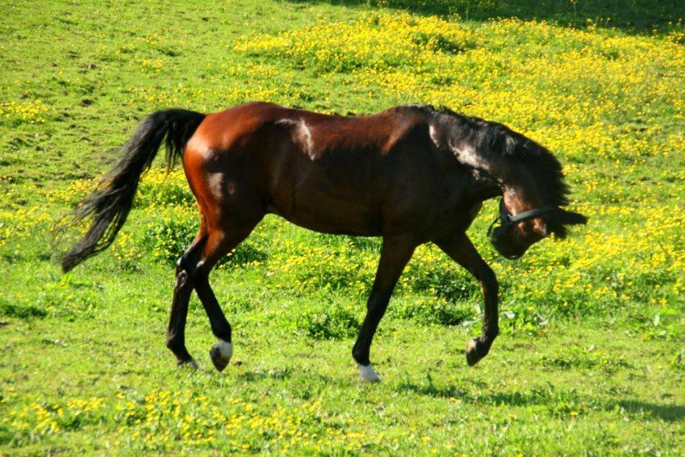 Anden særlig race Robin B-pony billede 10