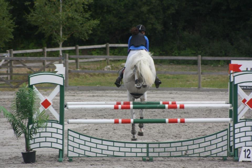 Dansk Varmblod NICE FELLOW - Skat!    CSIJ-A Baltic Cup, CapaCity 2012.
Første internationale stævne 120 cm. 0 fejl! billede 17