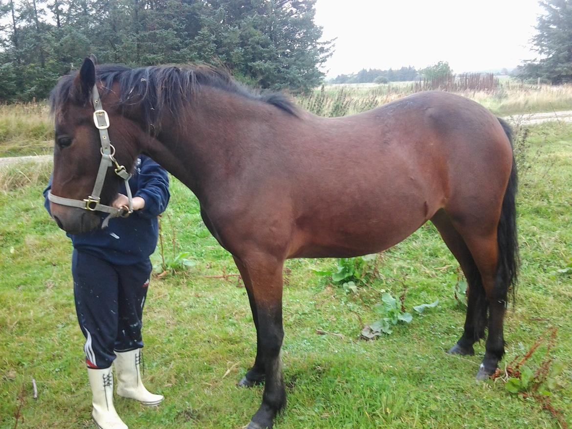 Connemara Marienhøjs Bella billede 17