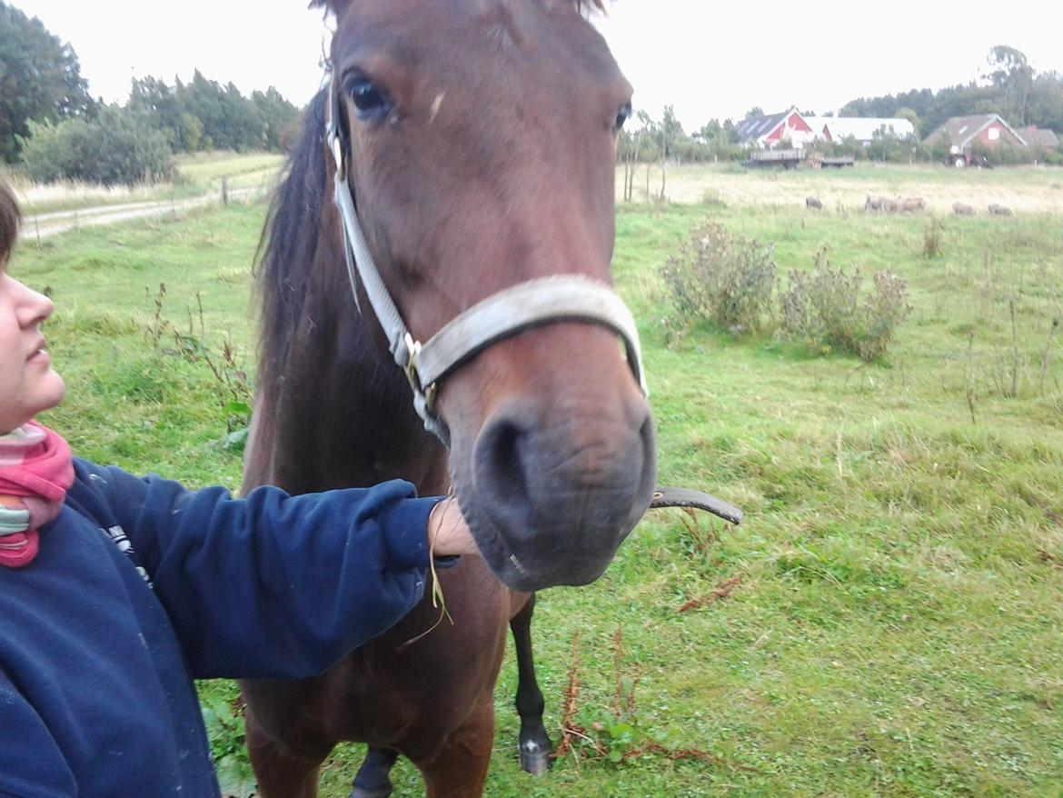 Connemara Marienhøjs Bella billede 19