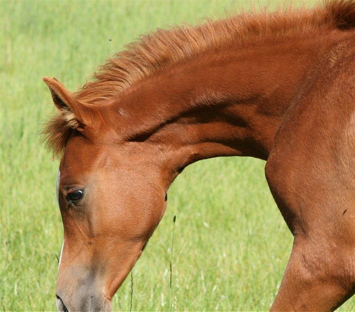 Arabisk fuldblod (OX) Castello APN - SOLGT - RIP 2017 billede 15