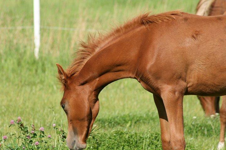 Arabisk fuldblod (OX) Castello APN - SOLGT - RIP 2017 billede 1