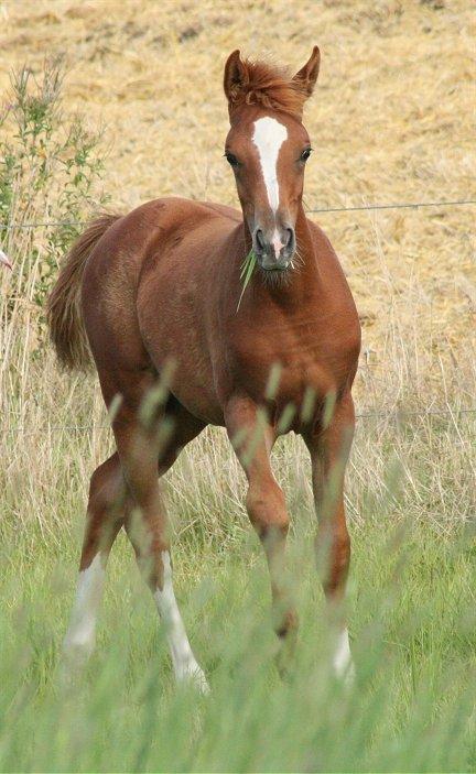 Arabisk fuldblod (OX) Castello APN - SOLGT - RIP 2017 billede 16