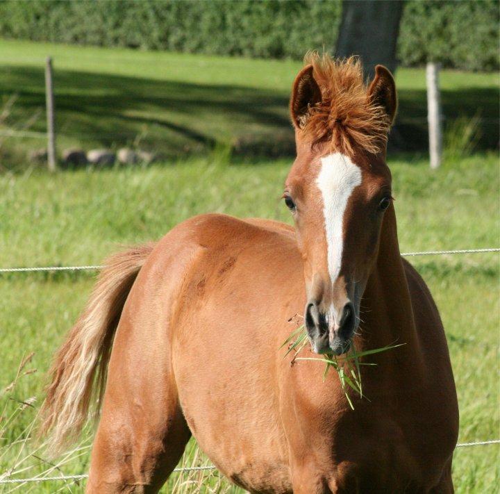 Arabisk fuldblod (OX) Castello APN - SOLGT - RIP 2017 billede 18