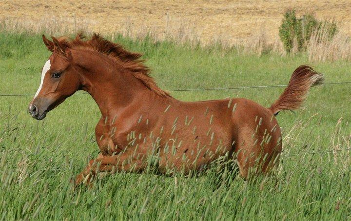 Arabisk fuldblod (OX) Castello APN - SOLGT - RIP 2017 billede 17