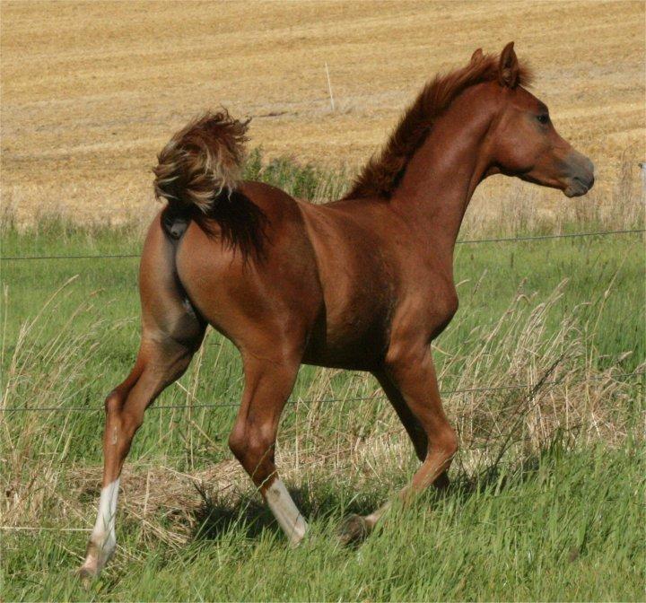 Arabisk fuldblod (OX) Castello APN - SOLGT - RIP 2017 billede 19