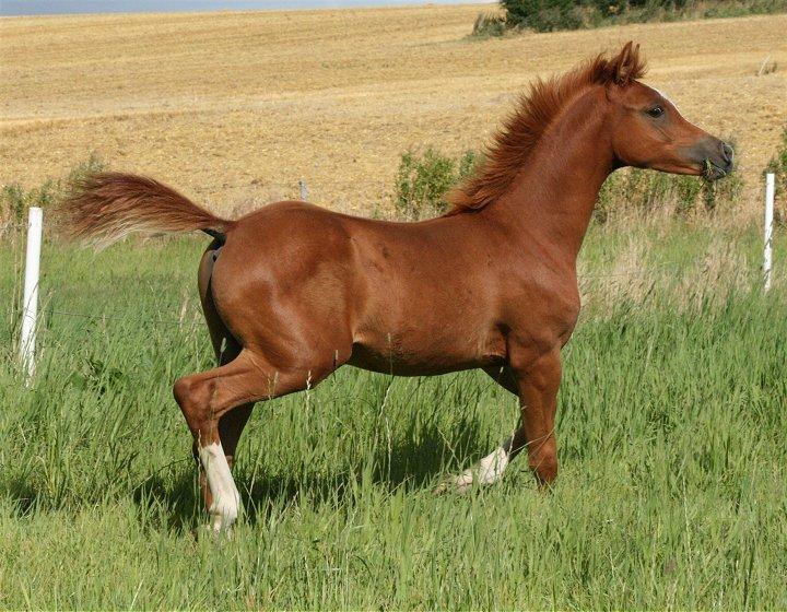 Arabisk fuldblod (OX) Castello APN - SOLGT - RIP 2017 billede 20