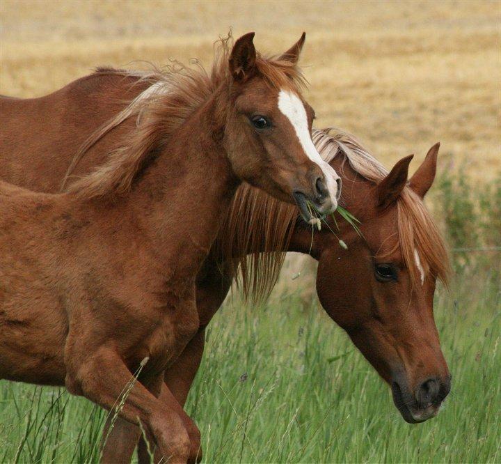 Arabisk fuldblod (OX) Waliyyah APN - SOLGT billede 16