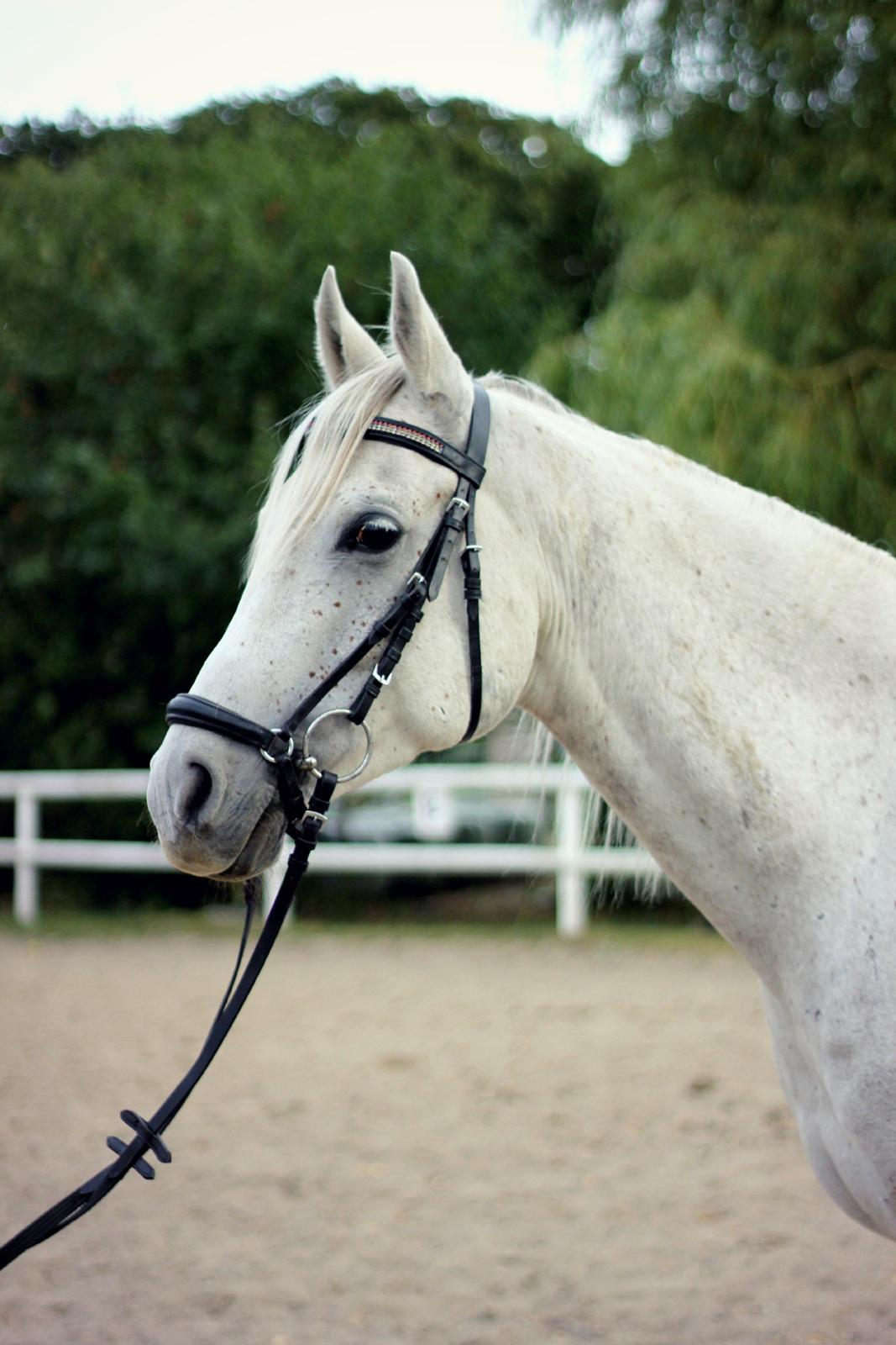 Arabisk fuldblod (OX) Shajmaan *R.I.P* - Portræt d. 6. september 2012. billede 10