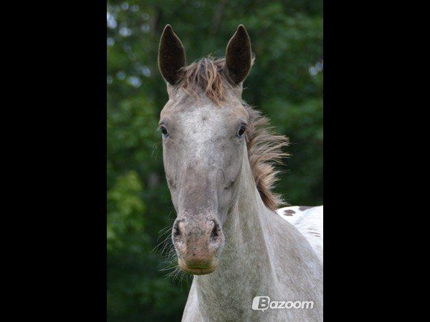 Knabstrupper Storlunds Sun-Light billede 9