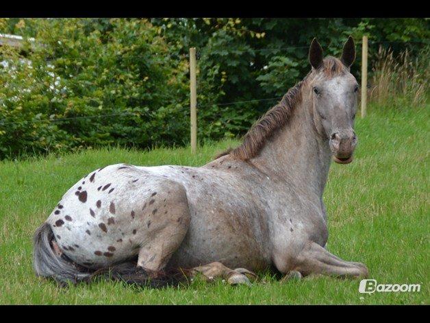 Knabstrupper Storlunds Sun-Light - min smukke baby-plet<3 billede 10