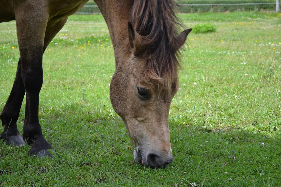 Anden særlig race Bonnie billede 19