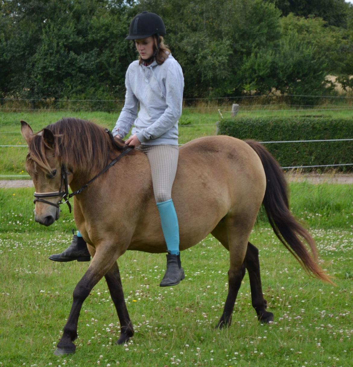 Anden særlig race Bonnie billede 20