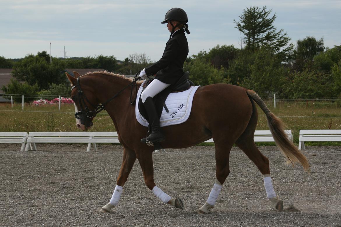 DSP Zita A. M - Stævne i Sydthy<33 billede 8