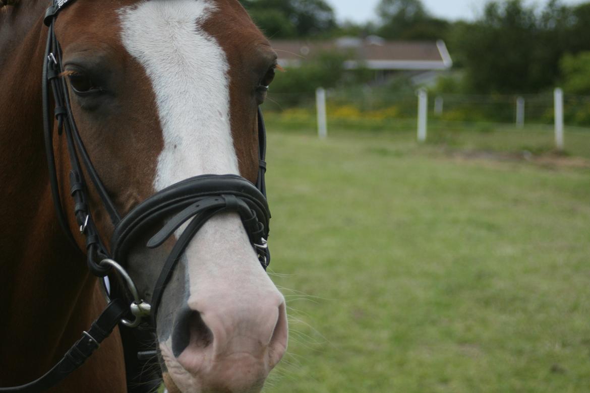 DSP Zita A. M - Hvorfor er du bare så smuk?<3 Stævne i Sydthy:) billede 9