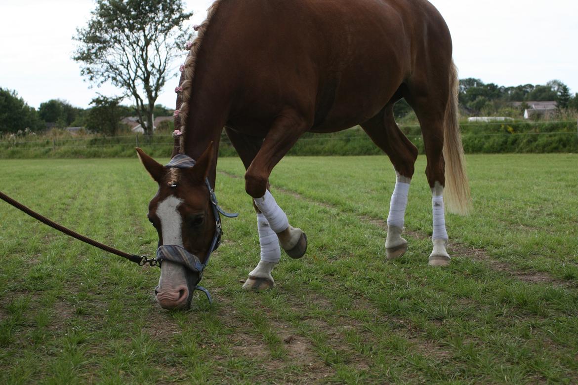 DSP Zita A. M - Rynke mulen..:D Stævne i Sydthy. billede 10