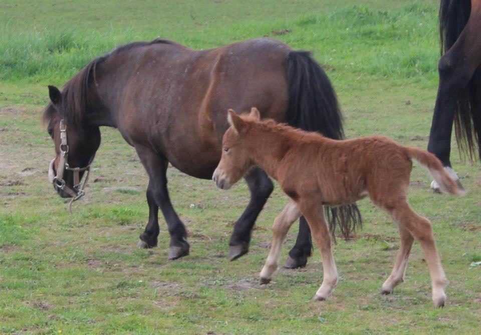 Shetlænder Trubka`s Miraculix Marquis billede 4