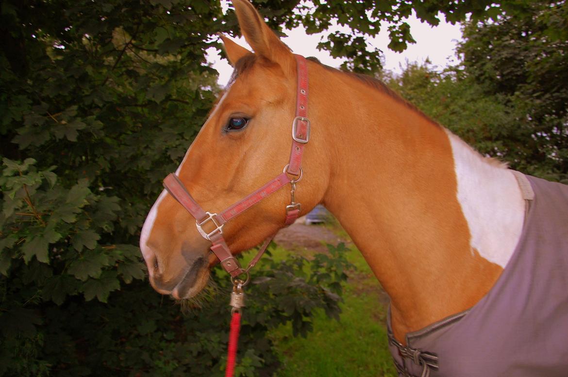 Anden særlig race Lunderskovs Whats Me *Baby* billede 14