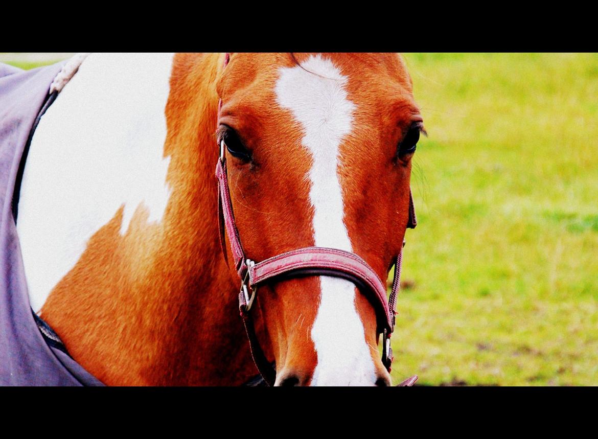 Anden særlig race Lunderskovs Whats Me *Baby* billede 15