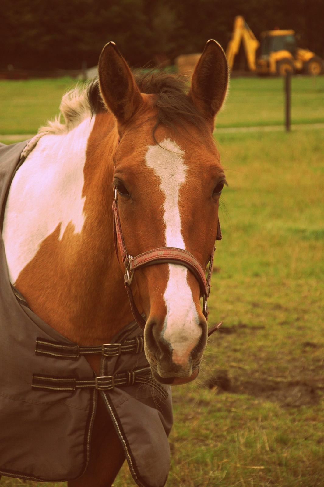 Anden særlig race Lunderskovs Whats Me *Baby* billede 16