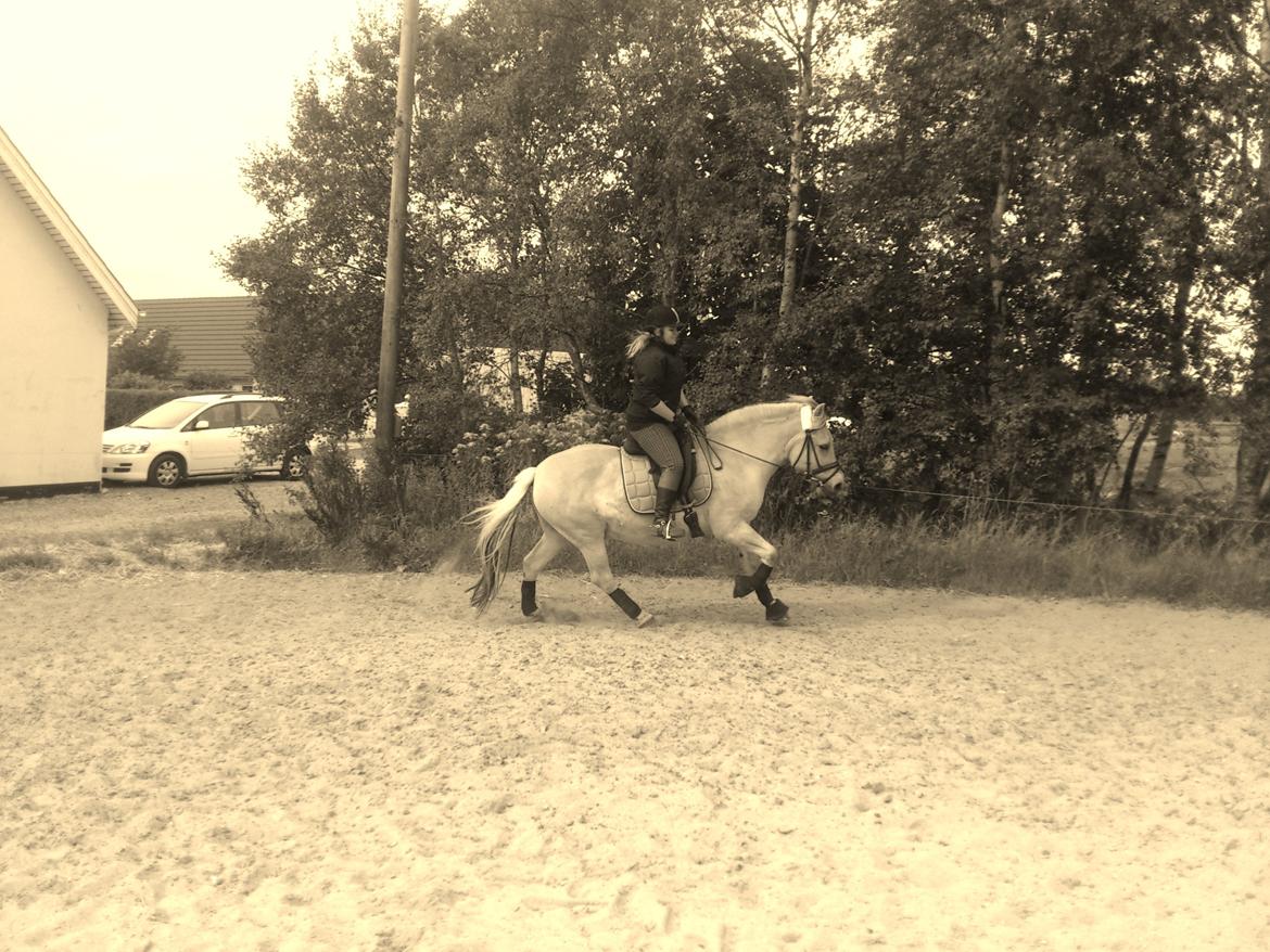 Fjordhest felix R.I.P billede 9