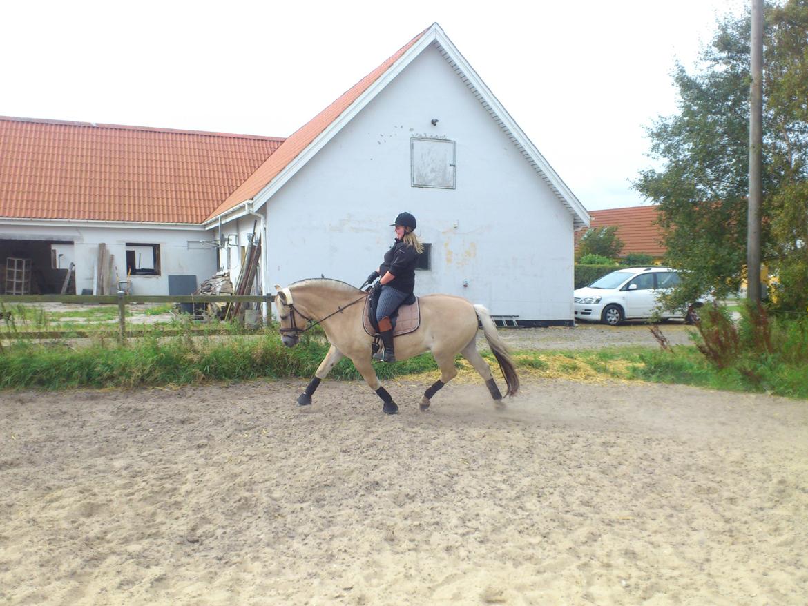 Fjordhest felix R.I.P billede 16