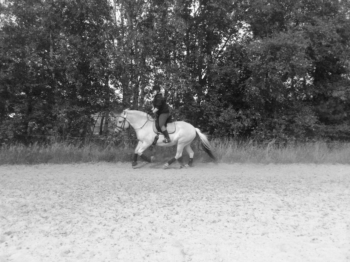 Fjordhest felix R.I.P billede 17