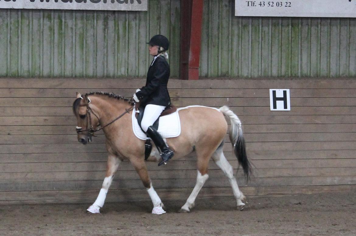 Anden særlig race Emma Merci (Min prinsesse) mit et & alt<3 - Klubmesterskab 2012 2.plads. :*. billede 17